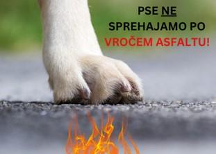 Slika1 ŽIVALI
